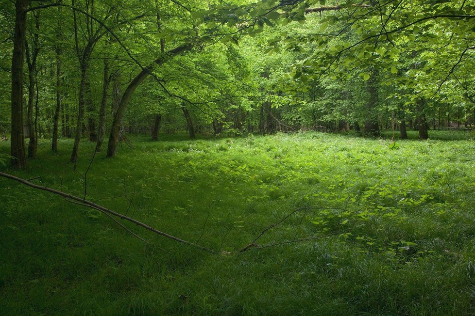 Chráněný Bělověžský prales v Polsku