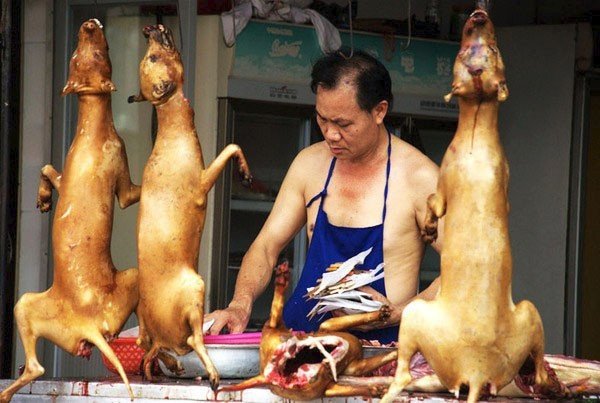 V řadě asijských zemí je konzumace psího a kočičího masa běžná.