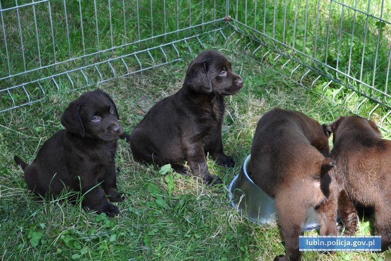 Policie zachránila z rozpáleného auta 8 štěňat: Množitel je nechal v kufru bez vody ve vlastních výkalech.