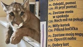 „Jít pryč puma!“ Zfušovaný polský slovník o české šelmě vás dostane do kolen