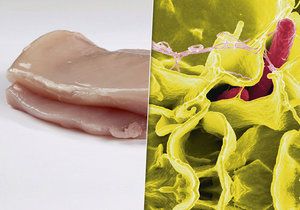 V zásilce více než půl tuny kuřecích řízků z Polska do Česka objevila tuzemská Státní veterinární správa (SVS) bakterii salmonelu.