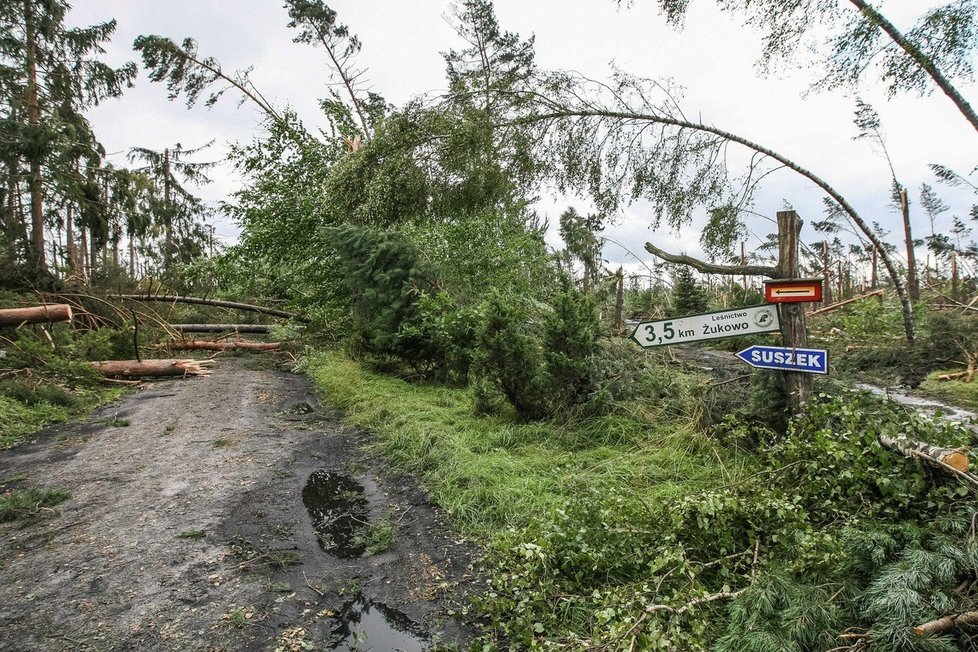 Bouře v Polsku porazila obří strom na tábor, dvě skautky zemřely.