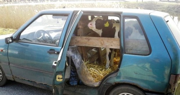 Polák vezl v autě krávu!