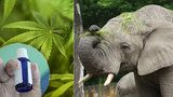 Vystresovaní sloni v zoo dostanou na uklidnění marihuanu. „Tráva“ jim podle vědců chutná
