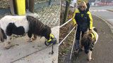Postižený muslim může mít asistenčního minikoně z Prahy. „Psi jsou nečistí“
