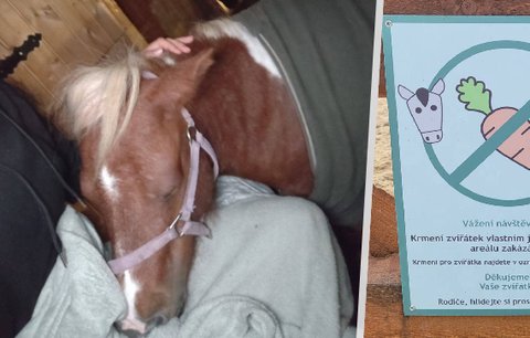 Návštěvníci farmaparku zabili poníka Pepinu jedovatým akátem: Nikdy nekrmte cizí zvířata, prosí majitel
