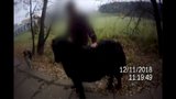 VIDEO: Poníka - útěkáře chránil bodyguard pes! Společně špacírovali rušnou ulicí v Brně