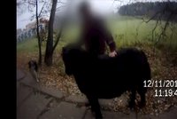 VIDEO: Poníka - útěkáře chránil bodyguard pes! Společně špacírovali rušnou ulicí v Brně