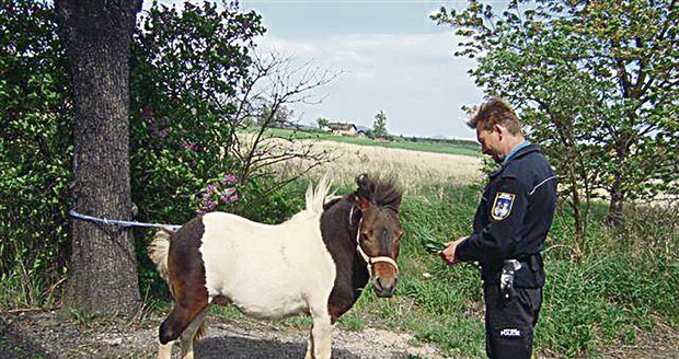 Poník se vydal do světa. Strážníci mu to ale překazili.