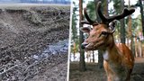 1,5 milionu pokuty pro veterinární univerzitu z Brna: Nechala přemnožit muflony a daňky