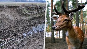 Přemnožení daňci a mufloni zdevastovali přísně chráněnou krajinu v Poodří.