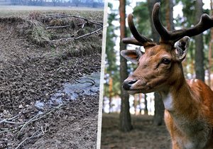 Přemnožení daňci a mufloni zdevastovali přísně chráněnou krajinu v Poodří.