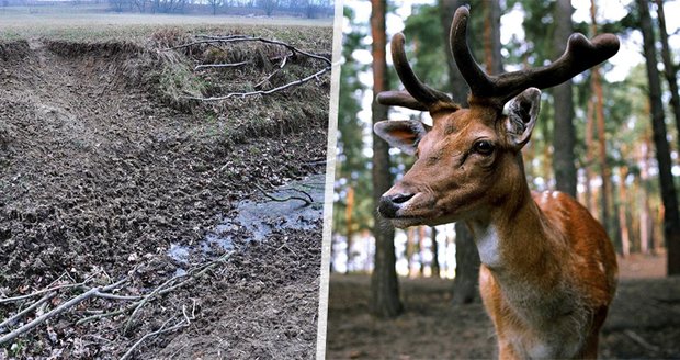 1,5 milionu pokuty pro veterinární univerzitu z Brna: Nechala přemnožit muflony a daňky