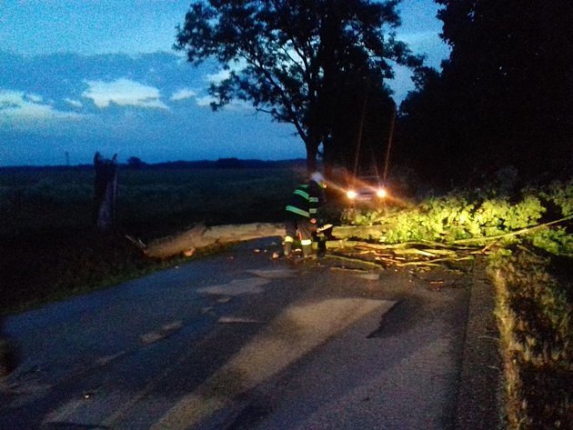 Spadlý strom na Jindřichohradecku