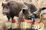 Sasko vybilo kvůli moru prasata v oboře u Moritzburgu, kde se točila Popelka