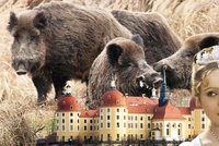 Jatka na zámku, kde se točila Popelka: Úřady nechaly vybít stádo divočáků