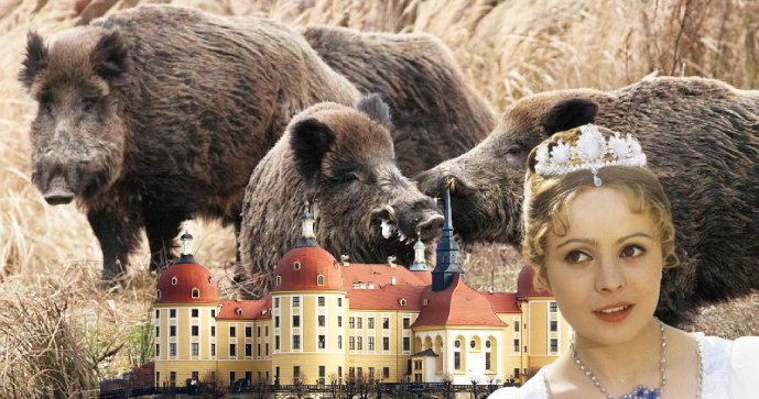 Sasko vybilo kvůli moru prasata v oboře u Moritzburgu, kde se točila Popelka 