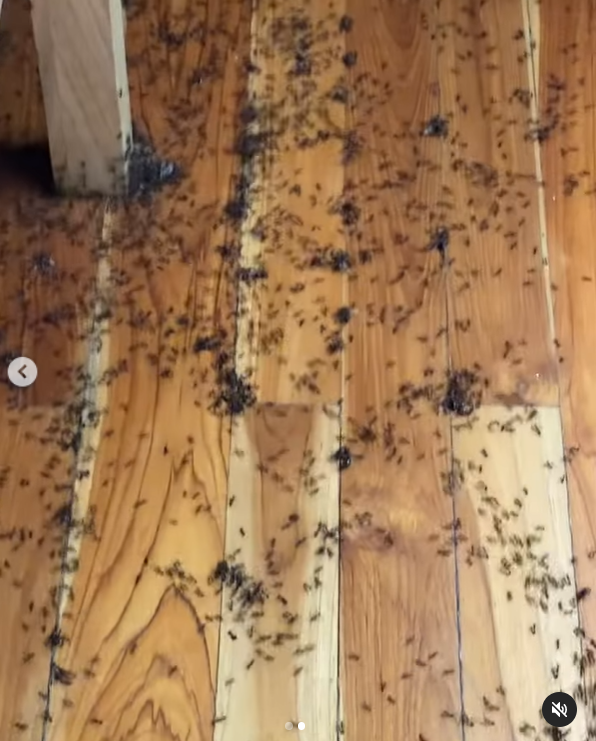 Útok mravenců