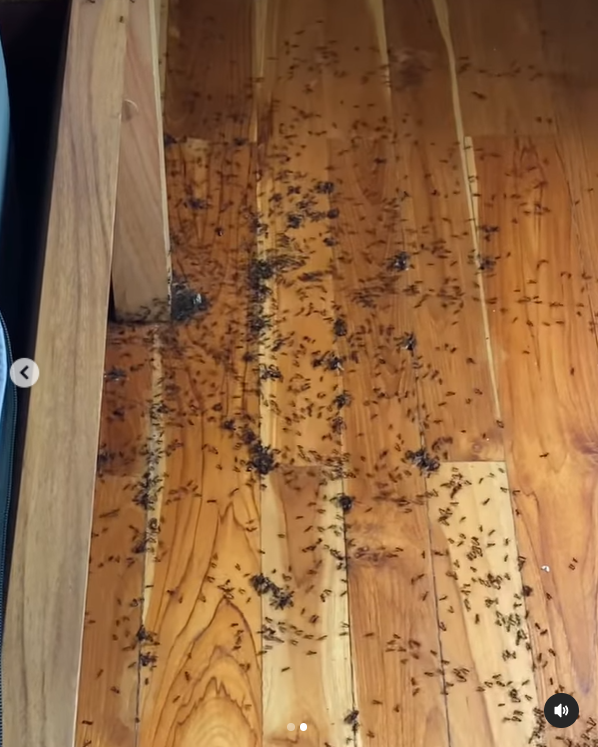 Útok mravenců