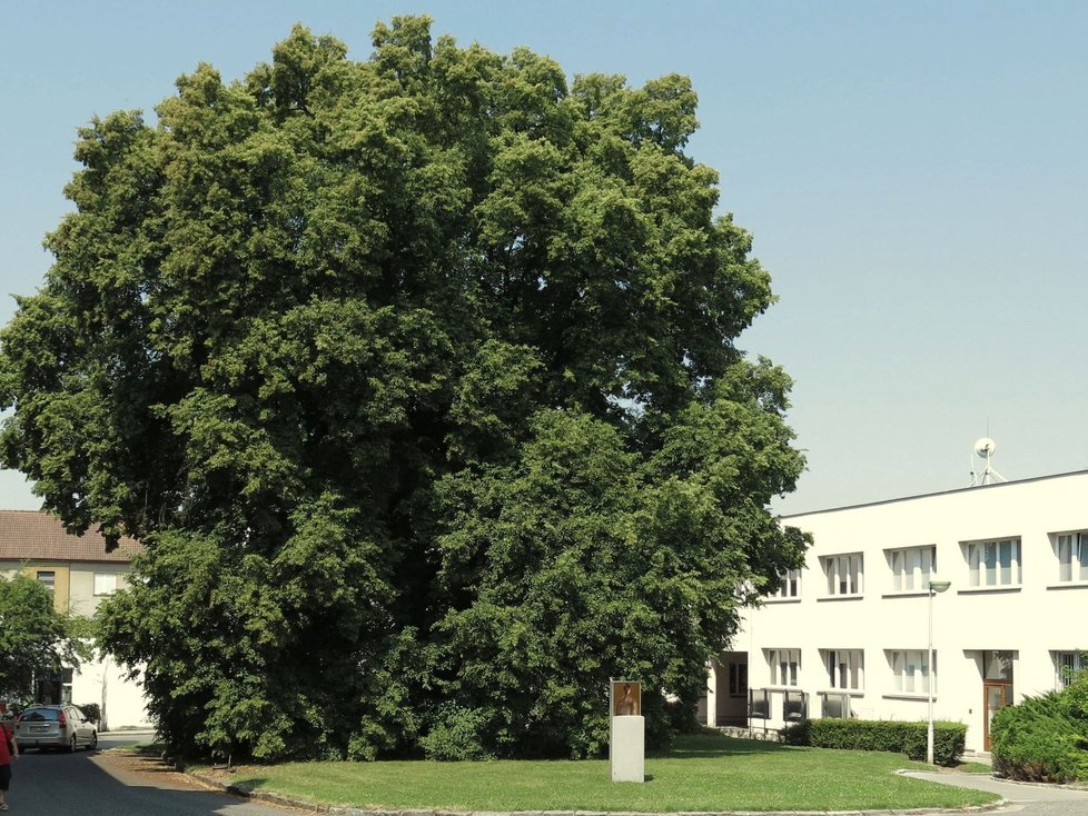 Barborka se mamince narodila pod stoletou lípou. U porodu asistoval i pyšný tatínek.