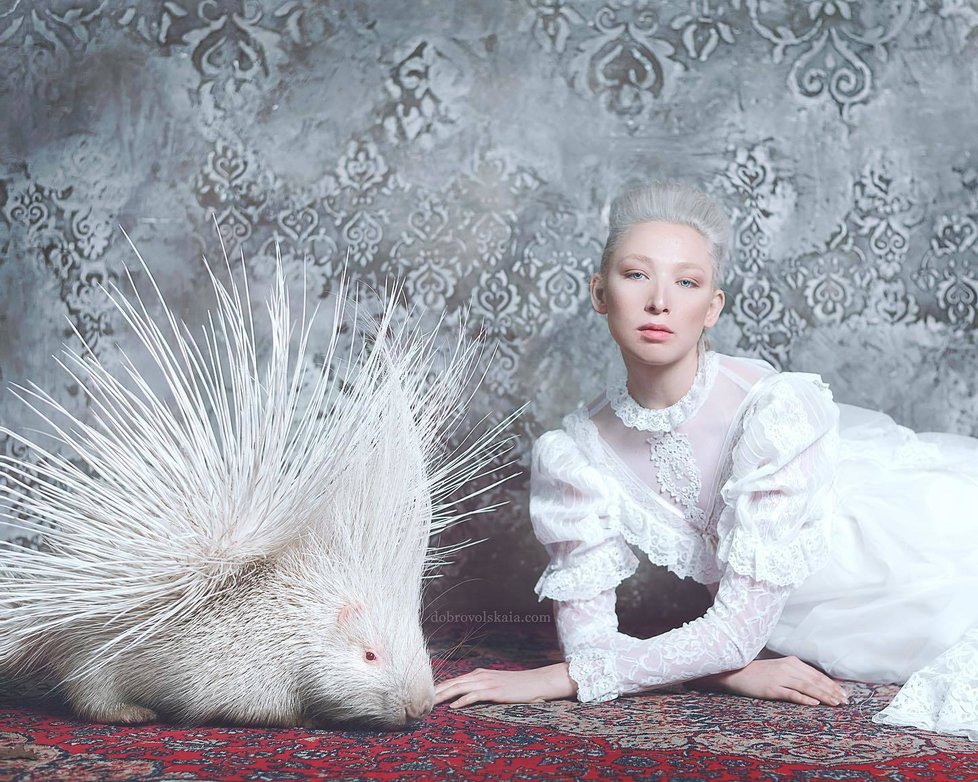 Ruská Tilda Swinton a moje múza s albínským dikobrazem jménem Zefir, říká Anastasiya. Dikobraz - albín je velmi vzácný jev. Zvířata s touto barvou bohužel ve volné přírodě nežijí dlouho, predátoři je snadno odhalí.