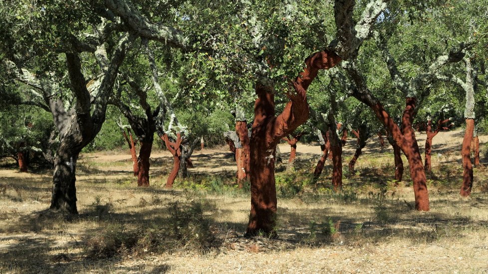 Všechny chutě Portugalska si zamilujete a vyzkoušíte v Alentejo, kam se budete rádi vracet.