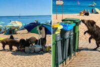 Divoká prasata řádí na oblíbených plážích: Turistům kradou jídlo přímo z ručníků