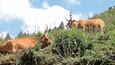 Plemeno hovězího dobytka barrosã je chráněné Evropskou unií. Jeho původ je právě zde, v penedských horách.