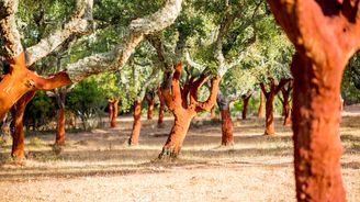 Portugalský korek: Zlato, které roste na stromě!