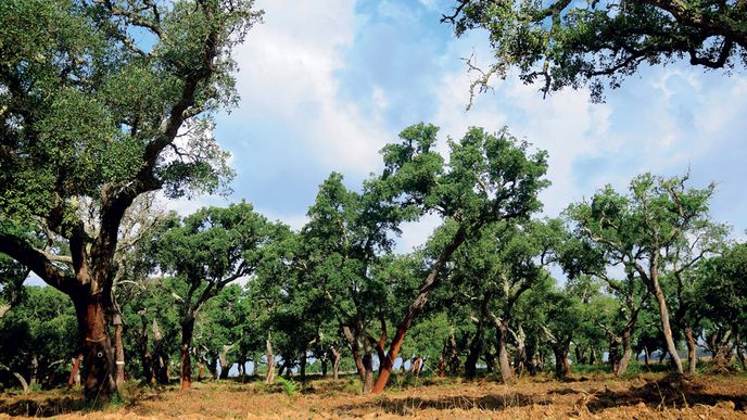 Lesy korkových dubů, které dobře snášejí sucho, vytvářejí druhově bohaté životní prostředí na místech, kde by jinak nejspíš byla polopoušť.