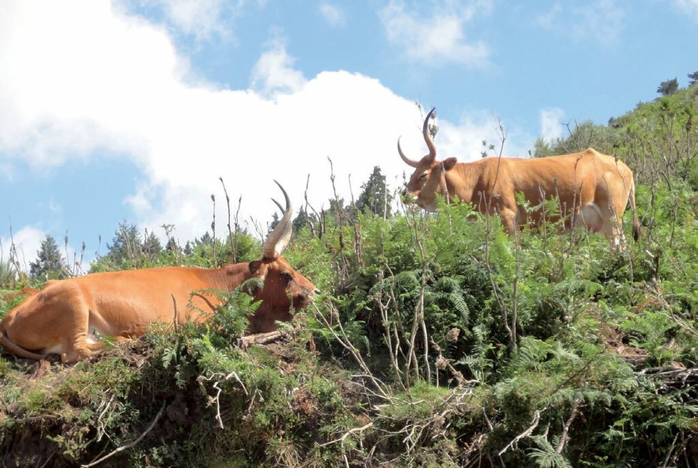 Plemeno hovězího dobytka barrosã je chráněné Evropskou unií. Jeho původ je právě zde, v penedských horách.