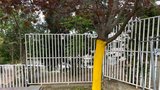 Hnusný vandalismus na Žižkově: Někdo stáhl stromy z kůry! Nejspíš je budou muset pokácet
