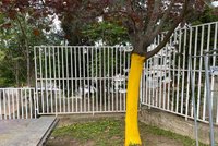 Hnusný vandalismus na Žižkově: Někdo stáhl stromy z kůry! Nejspíš je budou muset pokácet