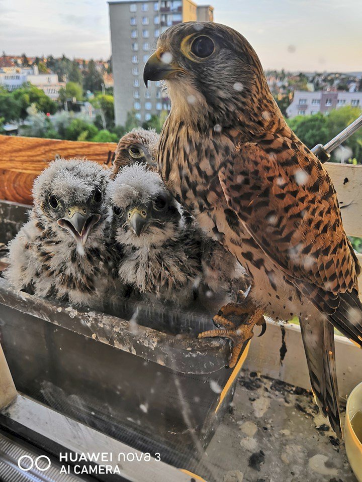 Poštolky ze spořilovského truhlíku v roce 2019.