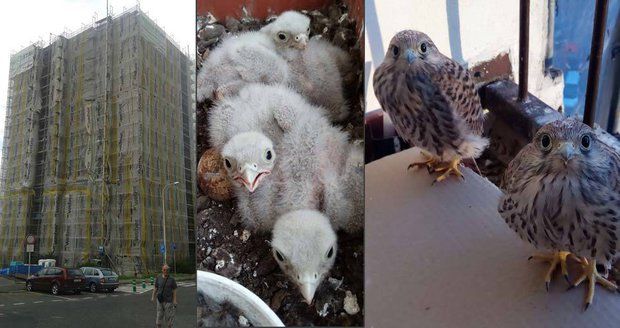 Rekonstrukce v Praze komplikuje ptactvo. Stavbaři čekají na poštolky i rorýse