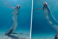 Vzácné záběry záhadného tvora: „Rybí Nostradamus“ překvapil potápěče