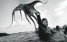 Jihokorejské potápěčky strčí do kapsy své muže! Babky, postrach chobotnic