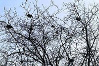 Potkani na stromech: Podle vědců nás čeká apokalypsa!