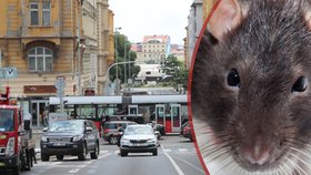 V Praze 7 bojují s potkany.