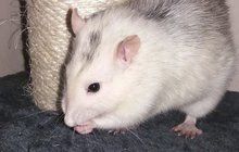 Ochránci zvířat: I potkan si zaslouží zachránit