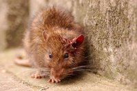 Pákistánský parlament ohrožují potkani