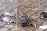 Potkan napadl a zakousl holuba přímo v New Yorku.