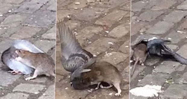 Potkan napadl a zakousl holuba přímo v New Yorku.