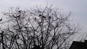 Potkani seděli na stromě jako ptáci