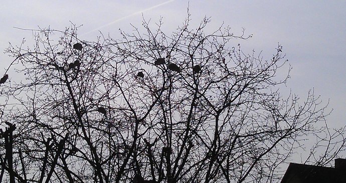 Seděli tam jako vlaštovky na drátě, popisuje pan Vlastimil potkany na stromě.