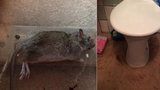 Pražané se potýkají s potkany: Zuzaně do bytu vlezl záchodem