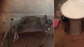 Zuzanu navštívil doma nevítaný host. Potkan prolezl záchodem.