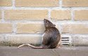 Potkani vynikají odvahou, jsou-li zahnaní do kouta, postaví se i člověku