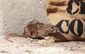 Potkan má ocas kratší než tělo, světlejší srst, tupý čenich a malé ušní boltce