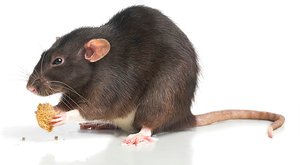 Těžká volba: I potkan pozdě honí bycha
